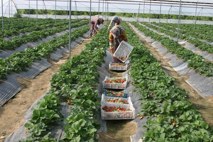 محصولات گلخانههای بوشهر در بستههای صادراتی کشورهای رقیب