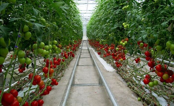 محصولات گلخانههای بوشهر در بستههای صادراتی کشورهای رقیب