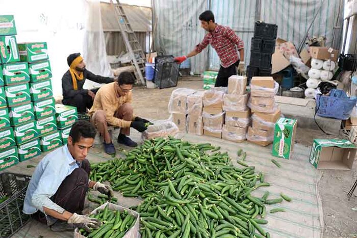 محصولات گلخانههای بوشهر در بستههای صادراتی کشورهای رقیب