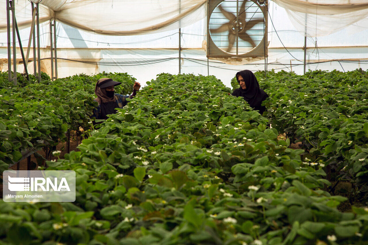 محصولات گلخانه‌های بوشهر در بسته‌های صادراتی کشورهای رقیب
