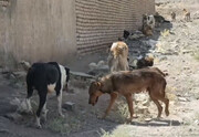 مرکز نگهداری سگ‌های ولگرد در تربت‌حیدریه تخریب شد