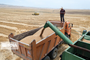 ۳۲ هزار و ۴۰۰ تن گندم از کشاورزان شهرستان سلسله خرید تضمینی شد