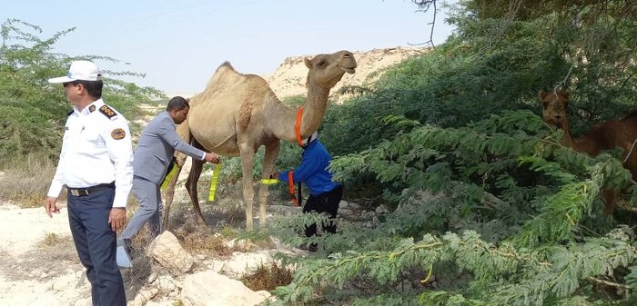 ۱۰۰ گردنبند ایمنی شب نما بر گردن شترهای قشم بسته شد