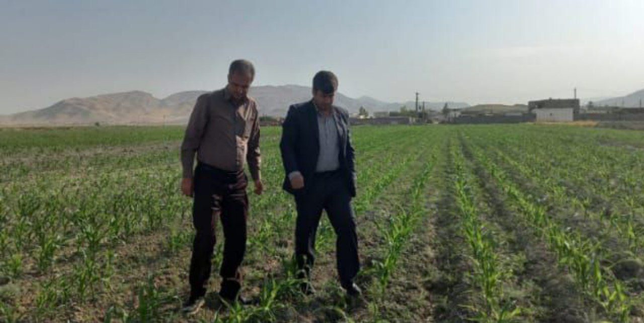 ارقام زودرس و کمآببر ذرت علوفهای در جهرم کشت شد ارقام زودرس و کمآببر ذرت علوفهای در جهرم کشت شد