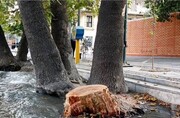 جایگزینی تدریجی درختان جدید در معابر پایتخت/وجود ۱۷ هزار اصله درخت در خیابان ولیعصر(عج)