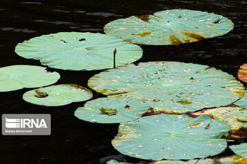 Enzeli Sulağı; Hint Lotusu yaşam alanından fotoğraflar