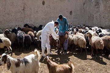 مایه‌کوبی رایگان دام‌ها علیه بیماری تب‌مالت در کردستان آغاز شد