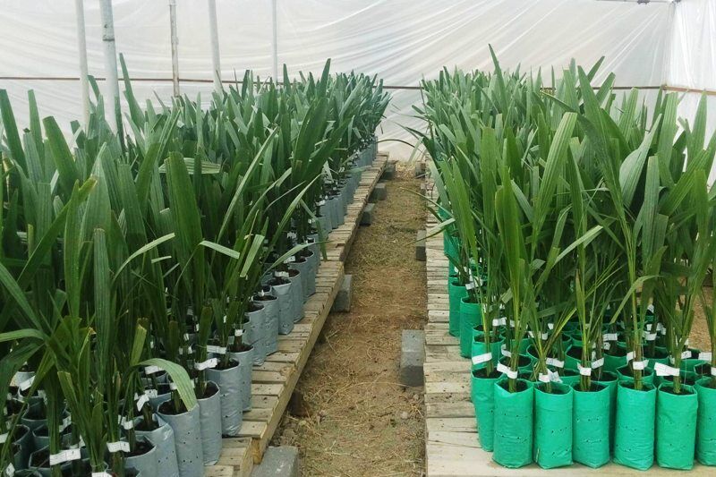 ۴۸۰ هزار نهال در شاهرود تولید شد ۴۸۰ هزار نهال در شاهرود تولید شد