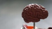 نقش مغز در ارتباط ذهن و بدن
