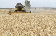 افزایش تولید گندم؛ دستاورد بزرگ دولت سیزدهم