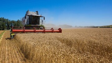 ۵۶۰ هزار تن گندم در آذربایجان شرقی تولید شد 