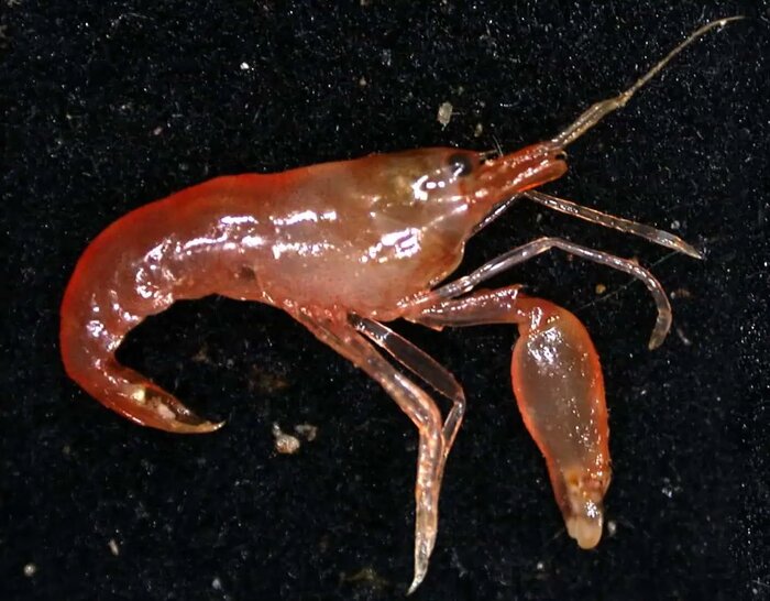 میگوی تپانچهای؛ سریعترین تفنگ دریایی+فیلم