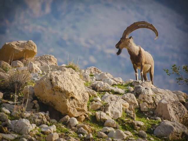 حفاظت از محیط زیست و مواهب طبیعی وظیفه همگانی است