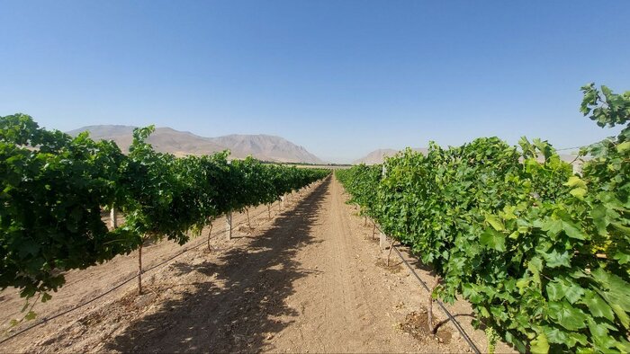 بازدید وزیر جهاد کشاورزی از "طرح فراز" در ملایر