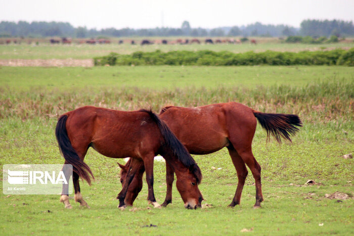 مراتع آلاداغ خراسانشمالی در سیطره اسبان افسارگسیخته