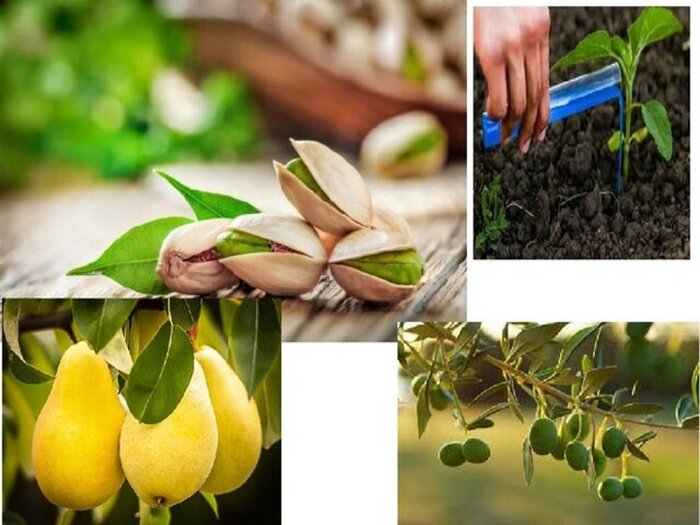 پژوهش و نوآوری، ضرورت تضمین مصونیت غذایی