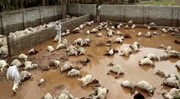 هشدار دامپزشکی خراسان رضوی به دامداران و مرغداران برای پیشگیری از خسارات سیل 