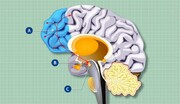 تأثیر سلول‌های کنترل‌کننده گرسنگی بر عملکرد مغز