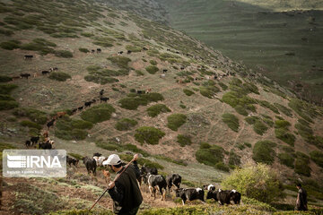 Iran : les éleveurs des forêts hyrcaniennes ; Galesh