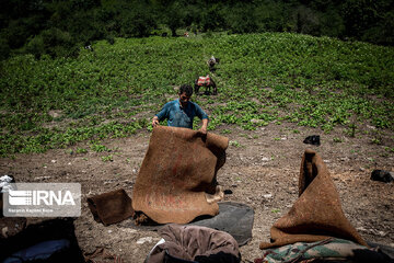 Iran : les éleveurs des forêts hyrcaniennes ; Galesh