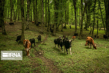 Iran : les éleveurs des forêts hyrcaniennes ; Galesh