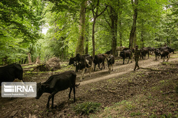 Iran : les éleveurs des forêts hyrcaniennes ; Galesh