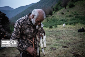 Iran : les éleveurs des forêts hyrcaniennes ; Galesh