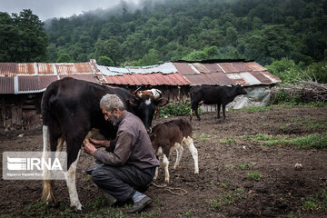 Iran : les éleveurs des forêts hyrcaniennes ; Galesh