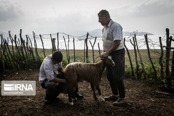 Iran : les éleveurs des forêts hyrcaniennes ; Galesh