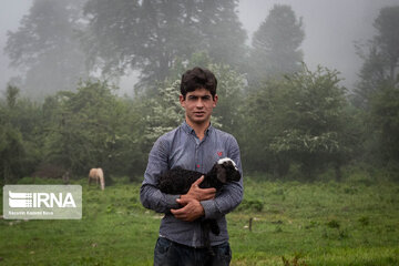 Iran : les éleveurs des forêts hyrcaniennes ; Galesh