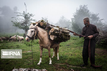 Iran : les éleveurs des forêts hyrcaniennes ; Galesh