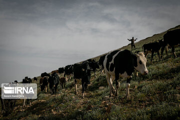 Iran : les éleveurs des forêts hyrcaniennes ; Galesh