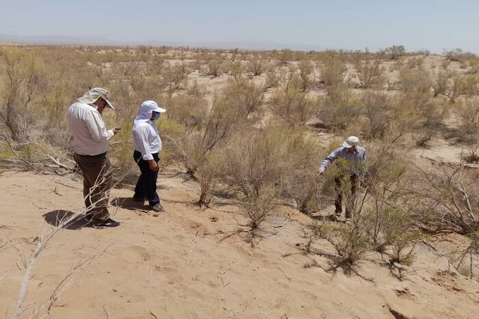 روشهای جدید مبارزه با سالک با همکاری استادان دانشگاه در اصفهان ارائه میشود