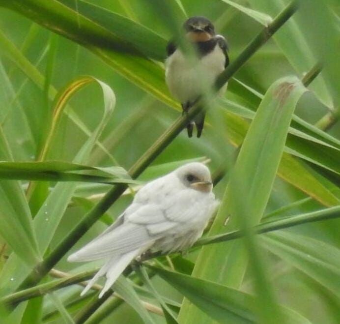 مشاهده پرستوی سفید درگیلان مشاهده پرستوی سفید درگیلان