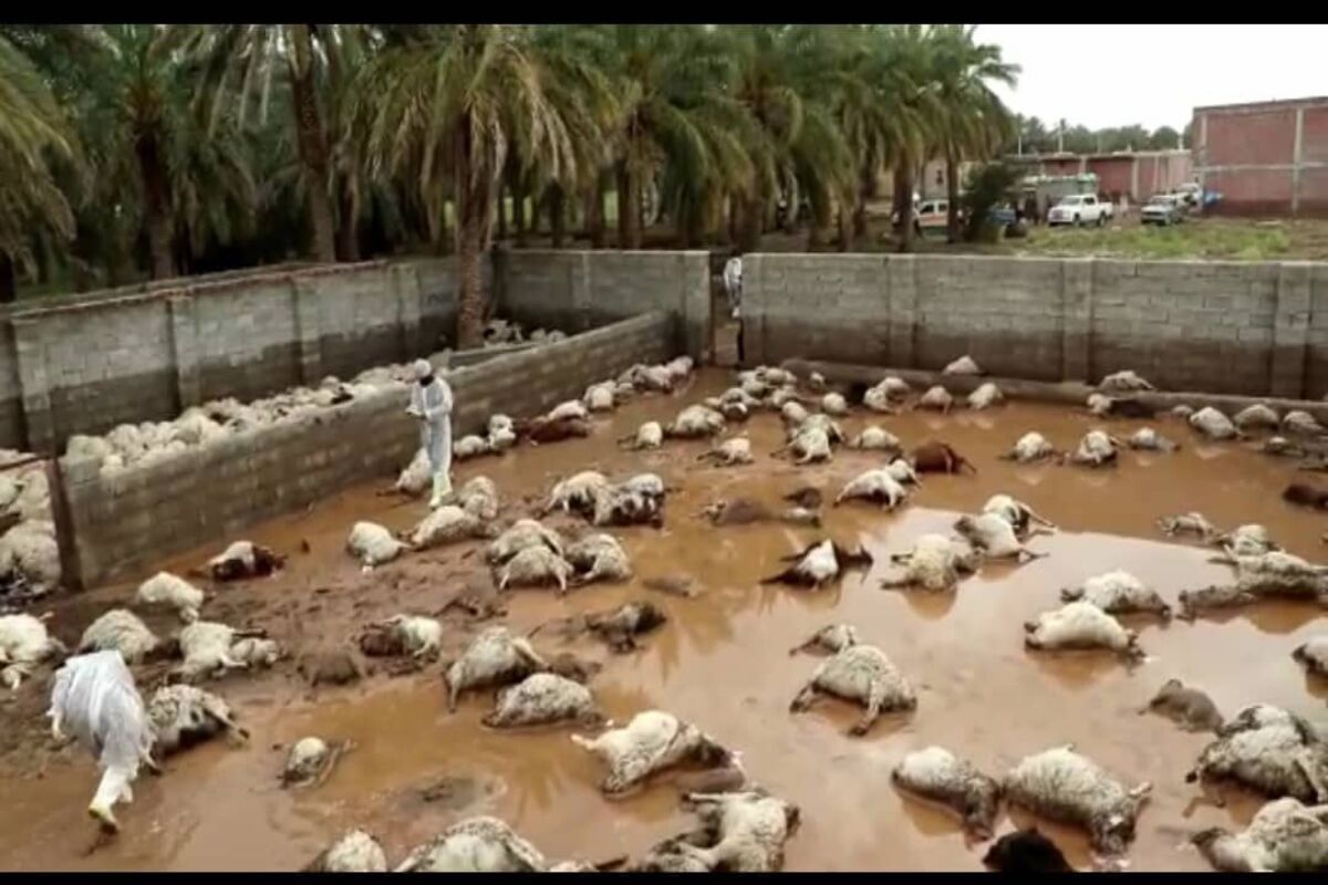 ۵۱۵ راس دام با جاری شدن سیلاب در استان مرکزی تلف شد ۵۱۵ راس دام با جاری شدن سیلاب در استان مرکزی تلف شد