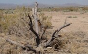 نوروز سه تن چوب تاغ قاچاق در استان سمنان کشف شد