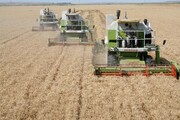 پیش‌بینی خرید ۴۵۰ هزار تن گندم از کشاورزان استان اردبیل