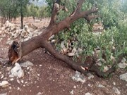 تند باد بیش از ۳۰۰ درخت بلوط در اندیکا را قطع کرد