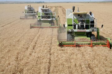 پیش‌بینی خرید تضمینی ۴۵۰ هزار تن گندم در استان اردبیل