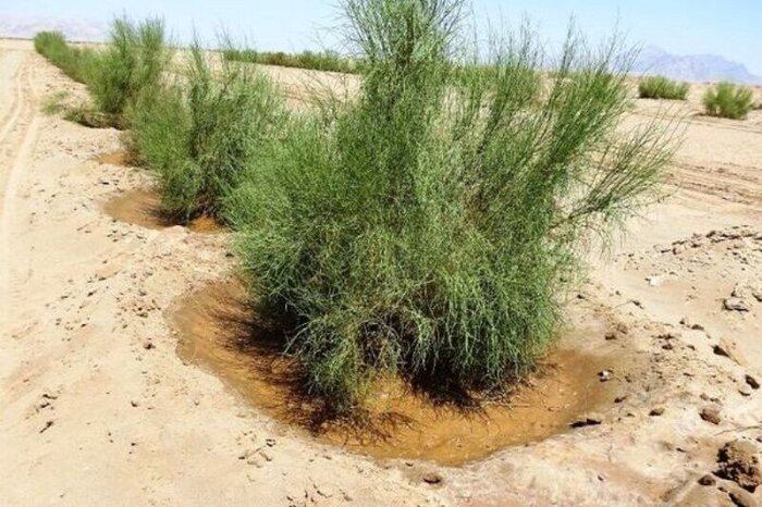 داغ قاچاق بر هستی تاغ و پیشروی ریزگردها در خراسان رضوی