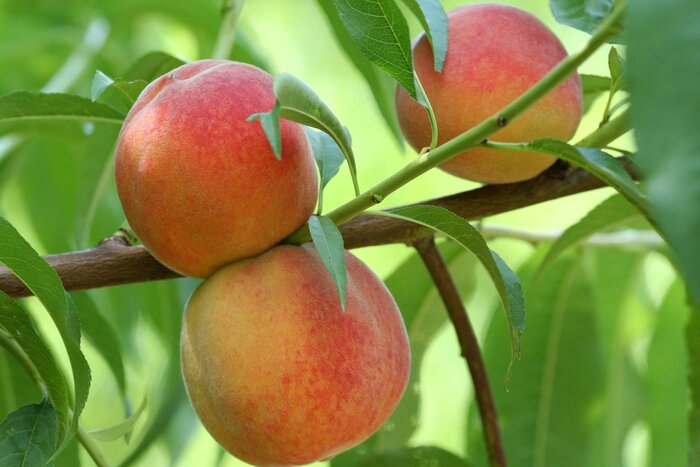 مجتمع‌های مغان و پارس؛ قطب‌های کشاورزی شمال‌غرب در اردبیل