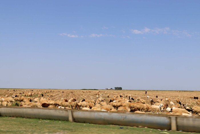 کشت و صنعت مغان در مسیر احیا