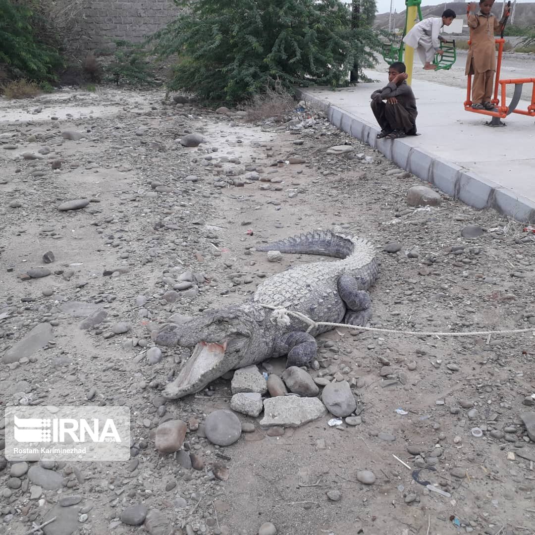 گاندو سرگردان در روستای ریکوکش دشتیاری زنده گیری شد