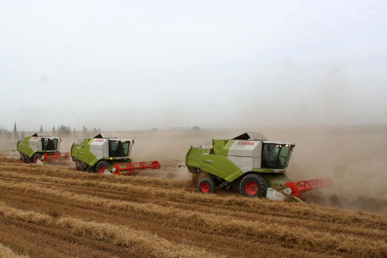 پیش‌بینی تولید ۵۰۰ هزار تن گندم در استان اردبیل طی سال زراعی جاری