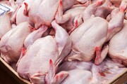 ۱۱۲ تن گوشت مرغ از مرغداری‌های کردستان خریداری شد