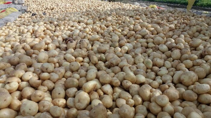 نبود صنایع تبدیلی چالشی نهفته فراروی رونق کشارزی لارستان فارس