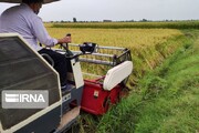 نماینده آستارا: واردات برنج در زمان دروی محصول درست نیست