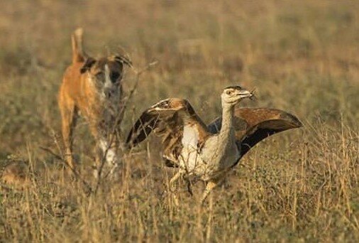 پایمال شدن حقوق حیاتوحش با جمعیت سگهای ولگرد/ مقصر کیست؟