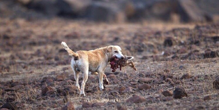 جولان سگ‌های ولگرد در شهرهای کهگیلویه و بویراحمد تهدیدی برای سلامت مردم است
