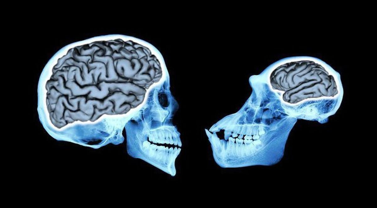 آیا مغز انسان در 3 هزار سال پیش کوچک شد؟ 3